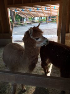 アルパカ牧場 ブログ 公式サイト 和泉屋 新潟県 蓬平温泉 よもぎひら温泉 旅館