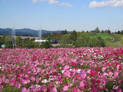 悠久山公園